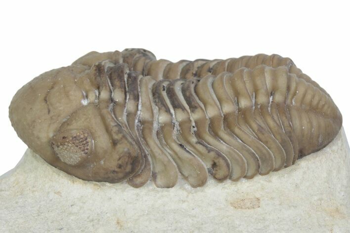 Kainops Trilobite - Black Cat Mountain, Oklahoma #362982